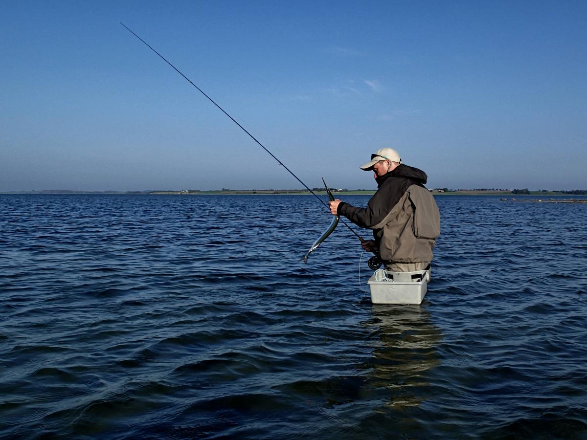 Fiskeri i Limfjorden