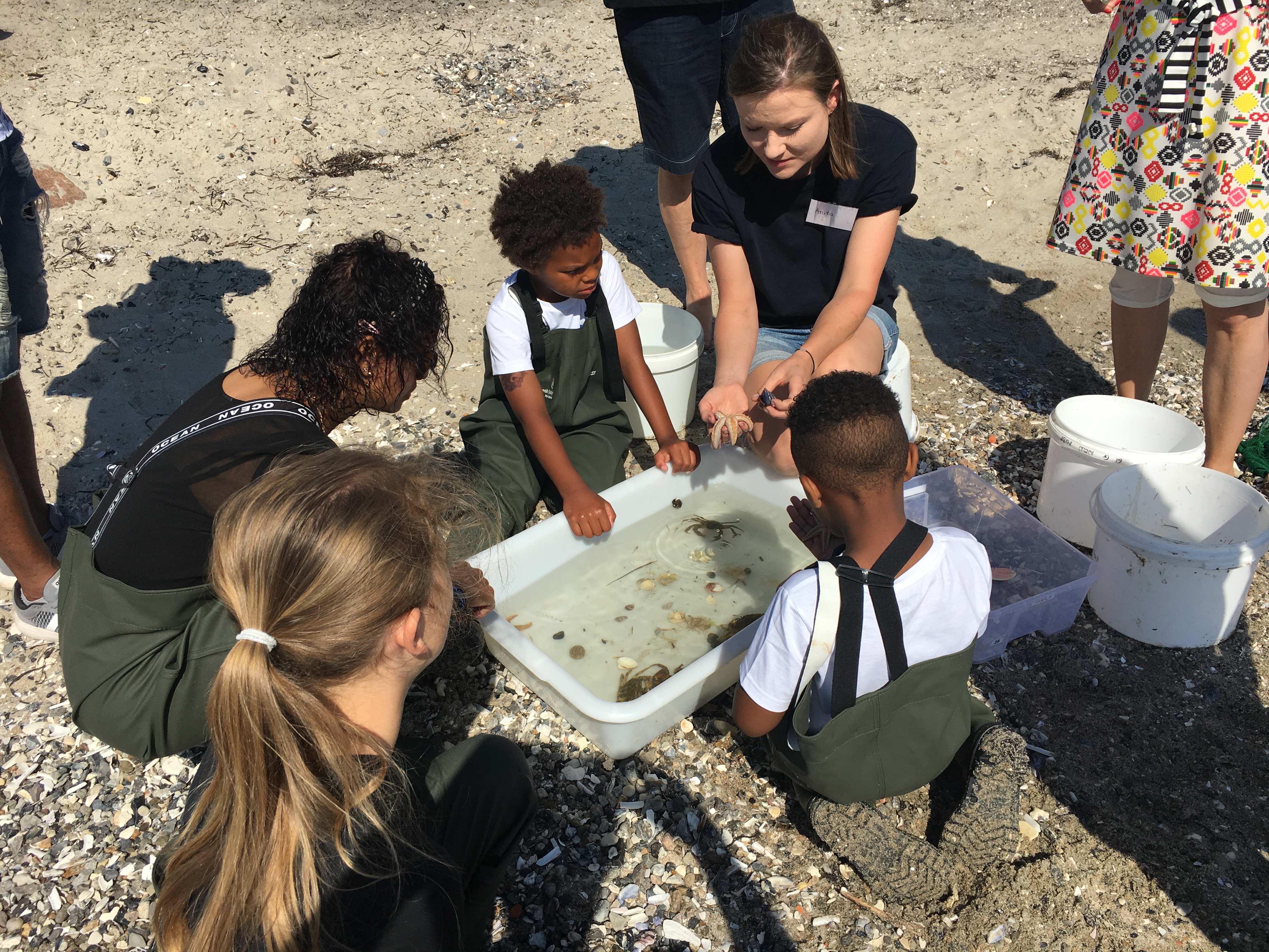 Biologi i strandkanten
